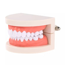 Load image into Gallery viewer, &quot;Aspiring Dentist&quot; Teeth Model - Obsessed Littles