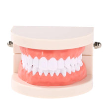 Load image into Gallery viewer, &quot;Aspiring Dentist&quot; Teeth Model - Obsessed Littles