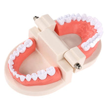 Load image into Gallery viewer, &quot;Aspiring Dentist&quot; Teeth Model - Obsessed Littles