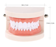 Load image into Gallery viewer, &quot;Aspiring Dentist&quot; Teeth Model - Obsessed Littles